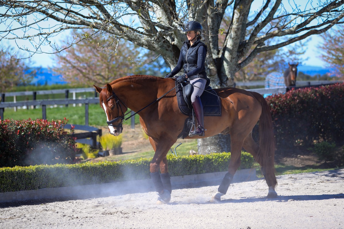 Dressage rider on chestnut horse in an arena